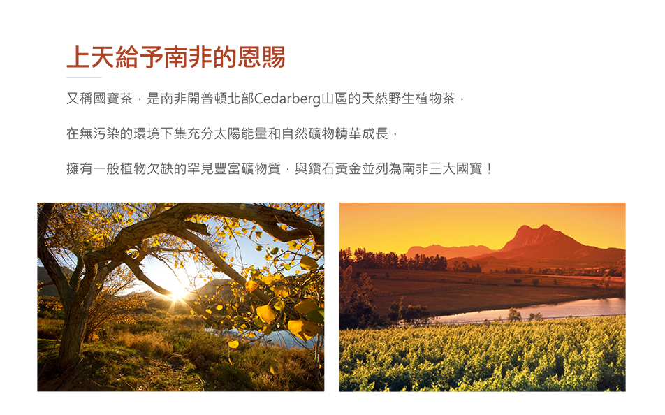 Rooibos%e8%8c%b6 01